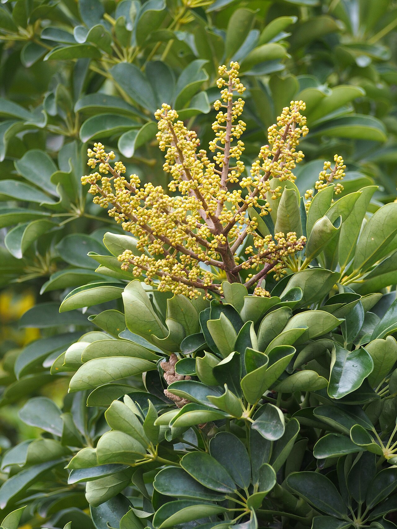 Lesklé listy rastliny Heptapleurum arboricola