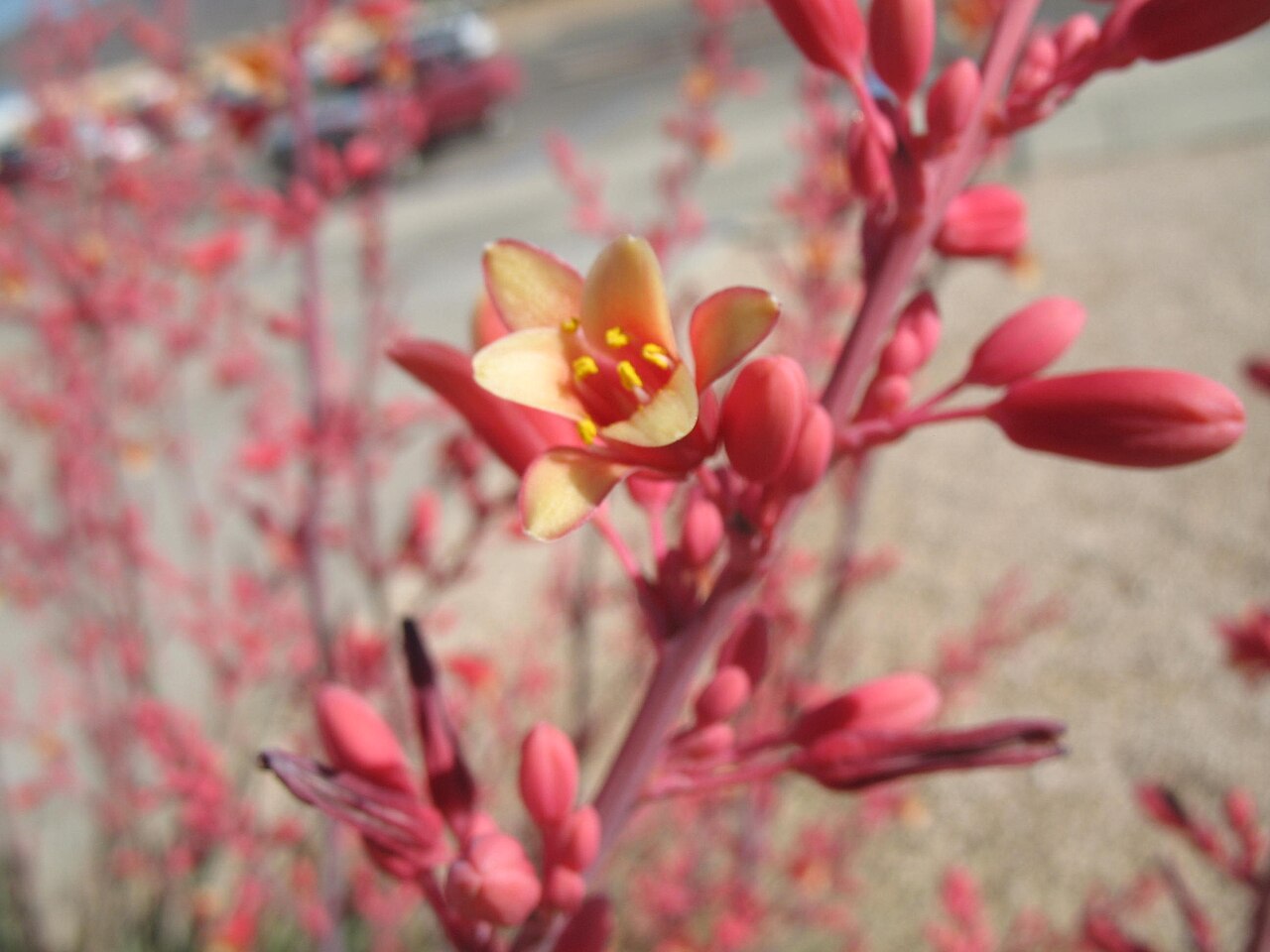 Hesperaloe parviflora pestovanie na slnečnom stanovišti