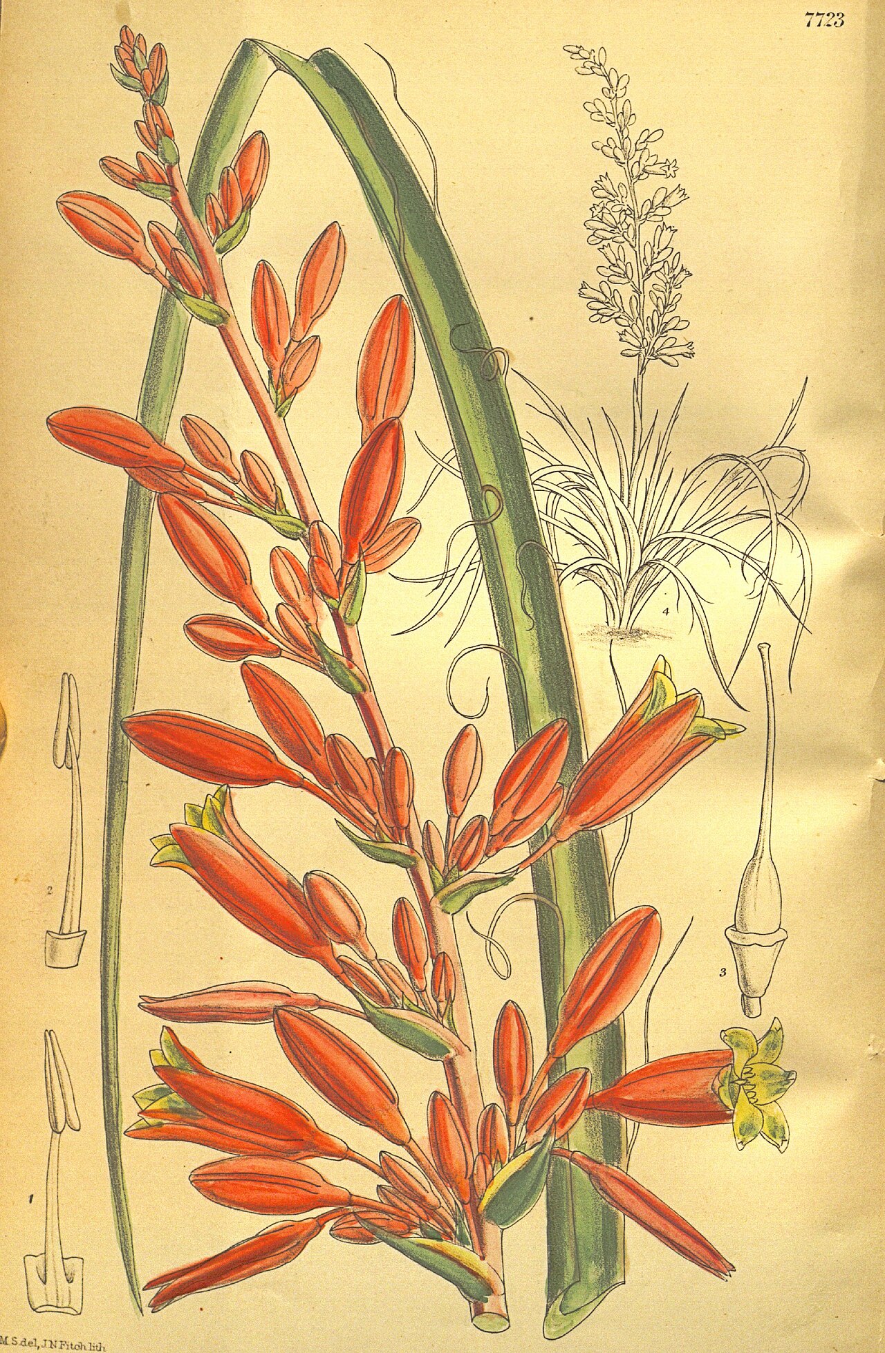 Kvitnúca Hesperaloe parviflora s červenoružovými kvetmi