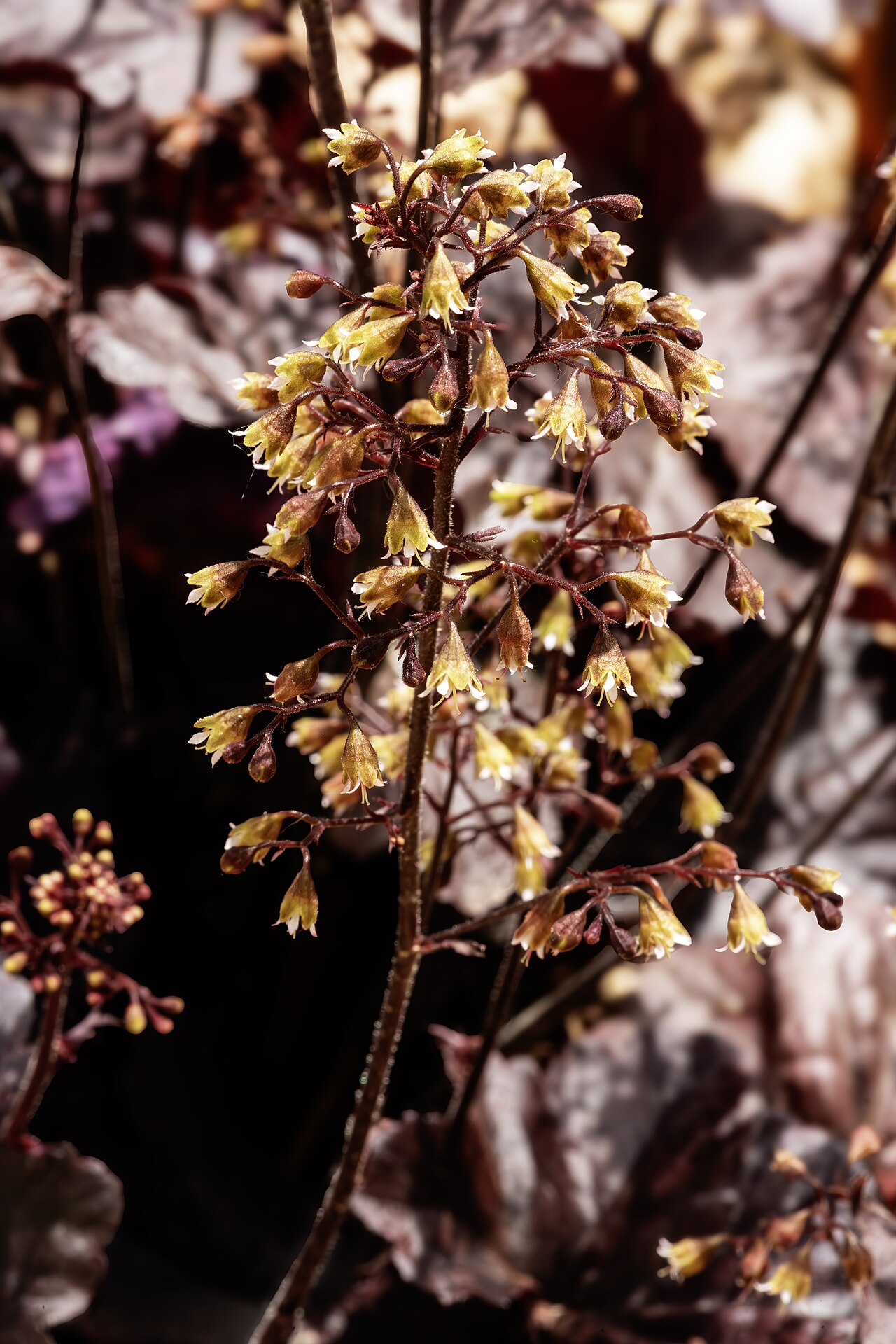 Heuchera micrantha pestovanie v záhone s dekoratívnymi listami