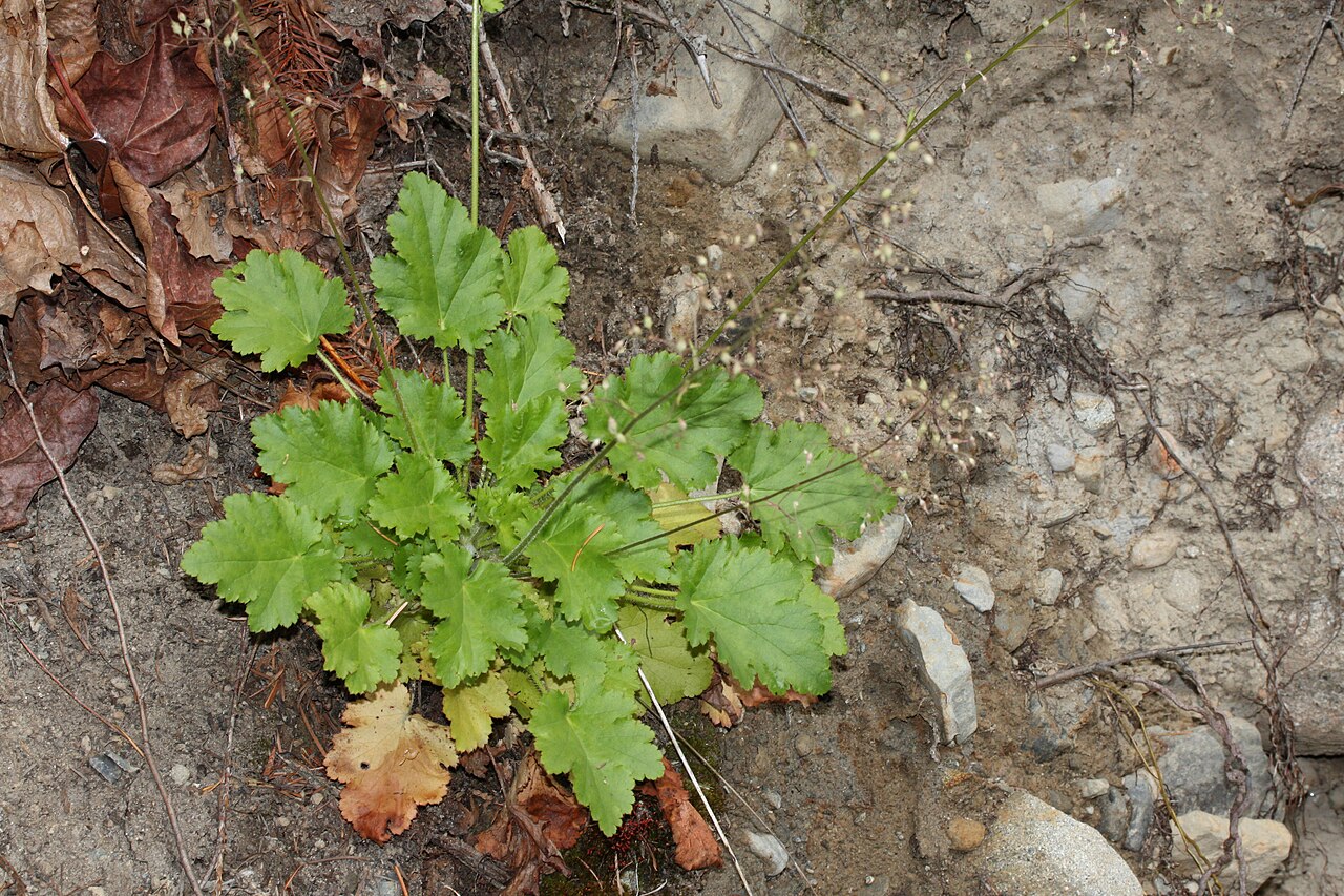 Detail listov rastliny Heuchera micrantha