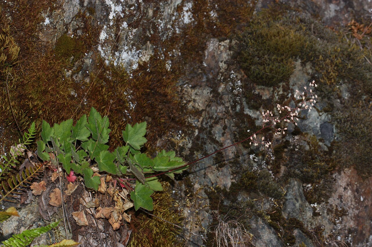 Jemné kvety Heuchera micrantha na tenkých stonkách