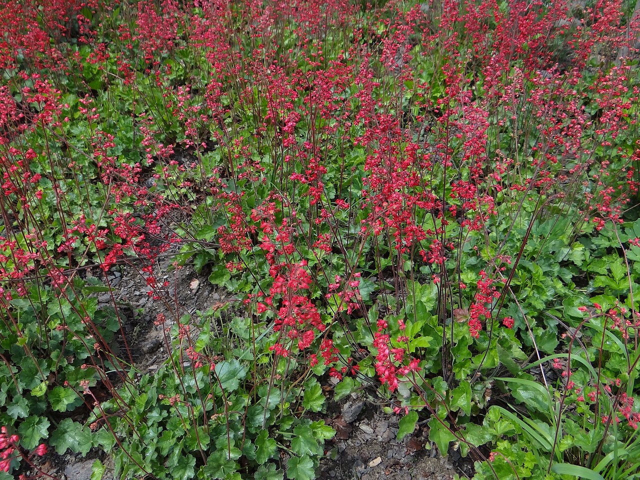 Starostlivosť o Heuchera × brizoides v interiéri
