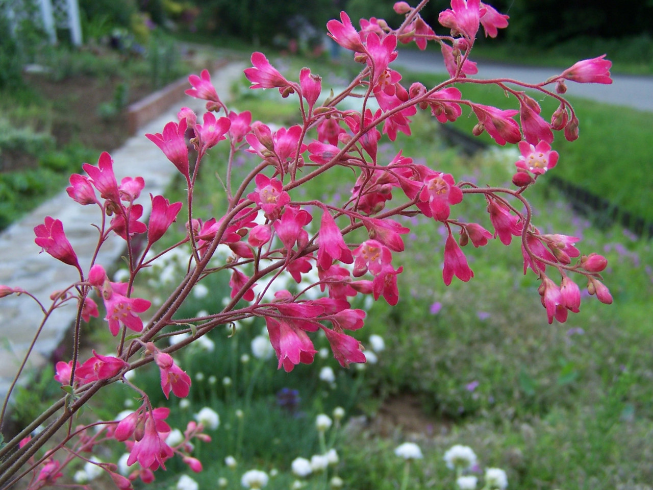 Heuchera × brizoides s dekoratívnymi listami