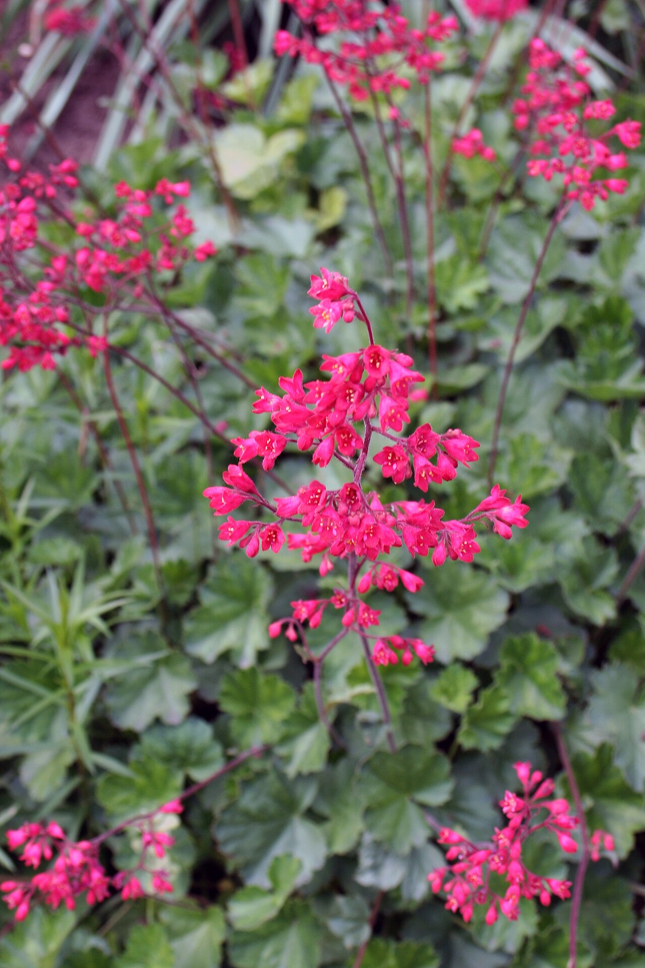 Kvitnúca Heuchera × brizoides v kvetináči