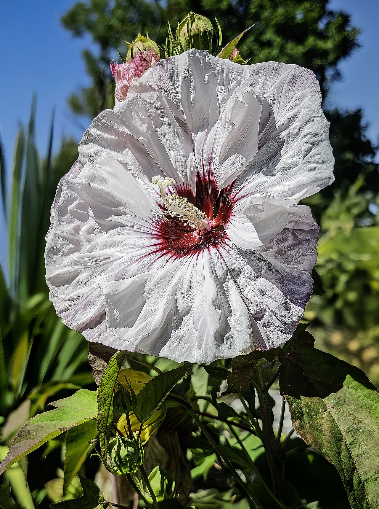 Starostlivosť o Hibiscus moscheutos a jeho veľké kvety