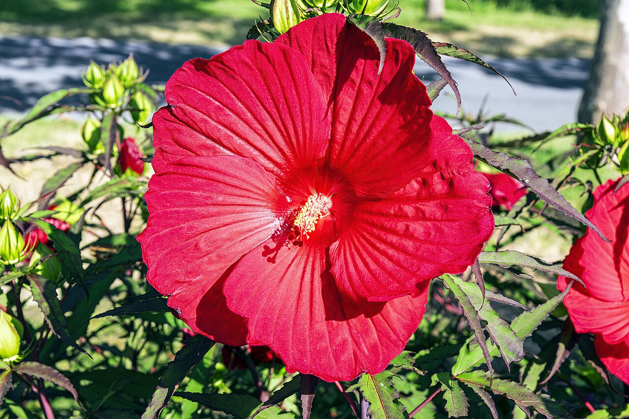 Hibiscus moscheutos s ružovým kvetom v záhrade