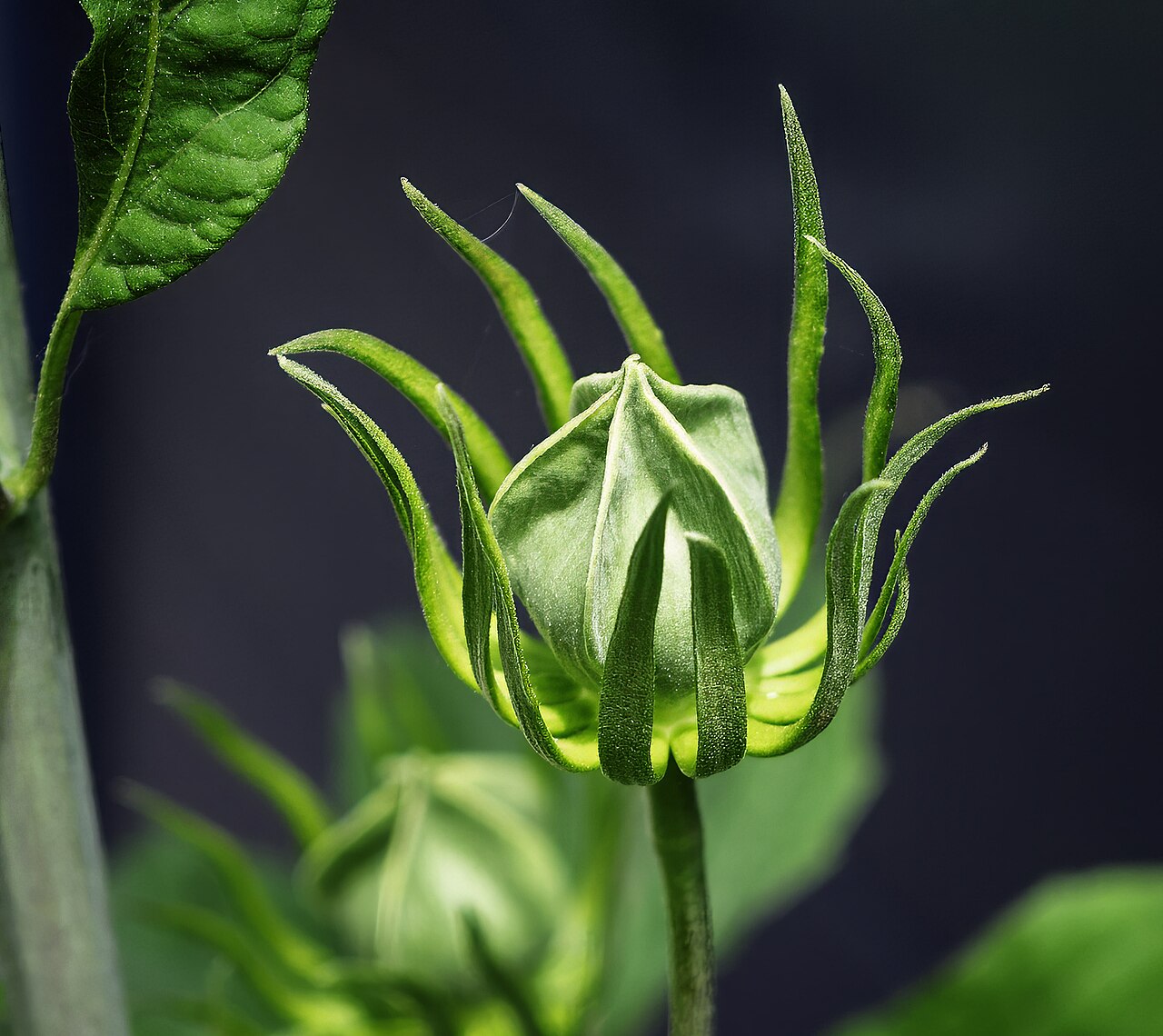 Detail listov a kvetu rastliny Hibiscus moscheutos