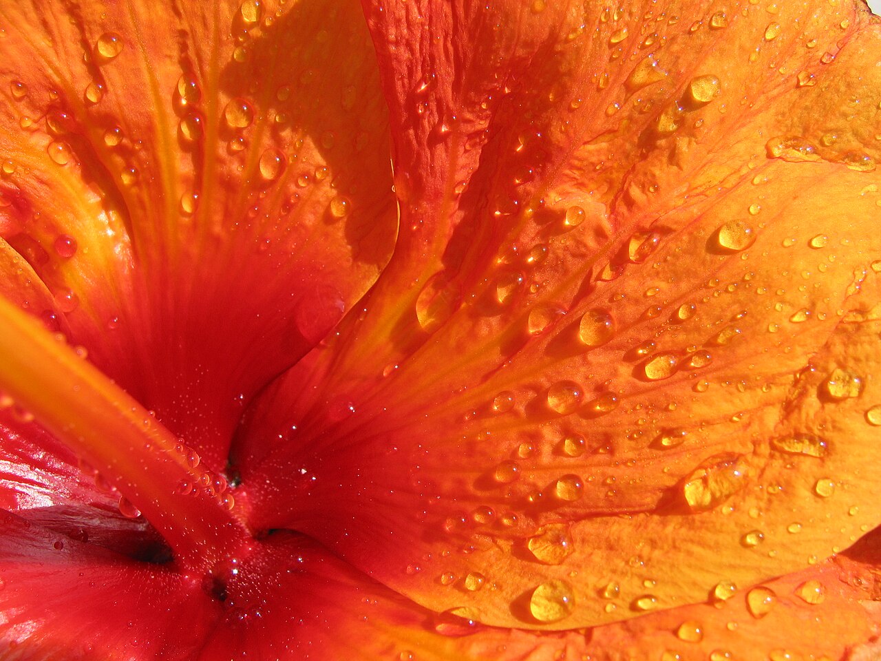 Hibiscus rosa sinensis pestovanie v interiéri pri svetlom okne