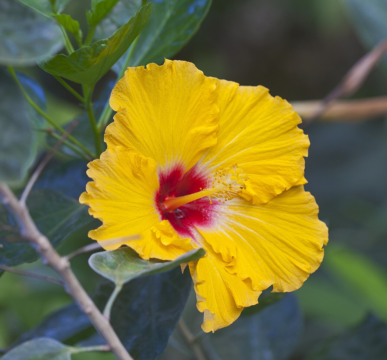 Detail kvetu Hibiscus rosa sinensis v plnom kvete