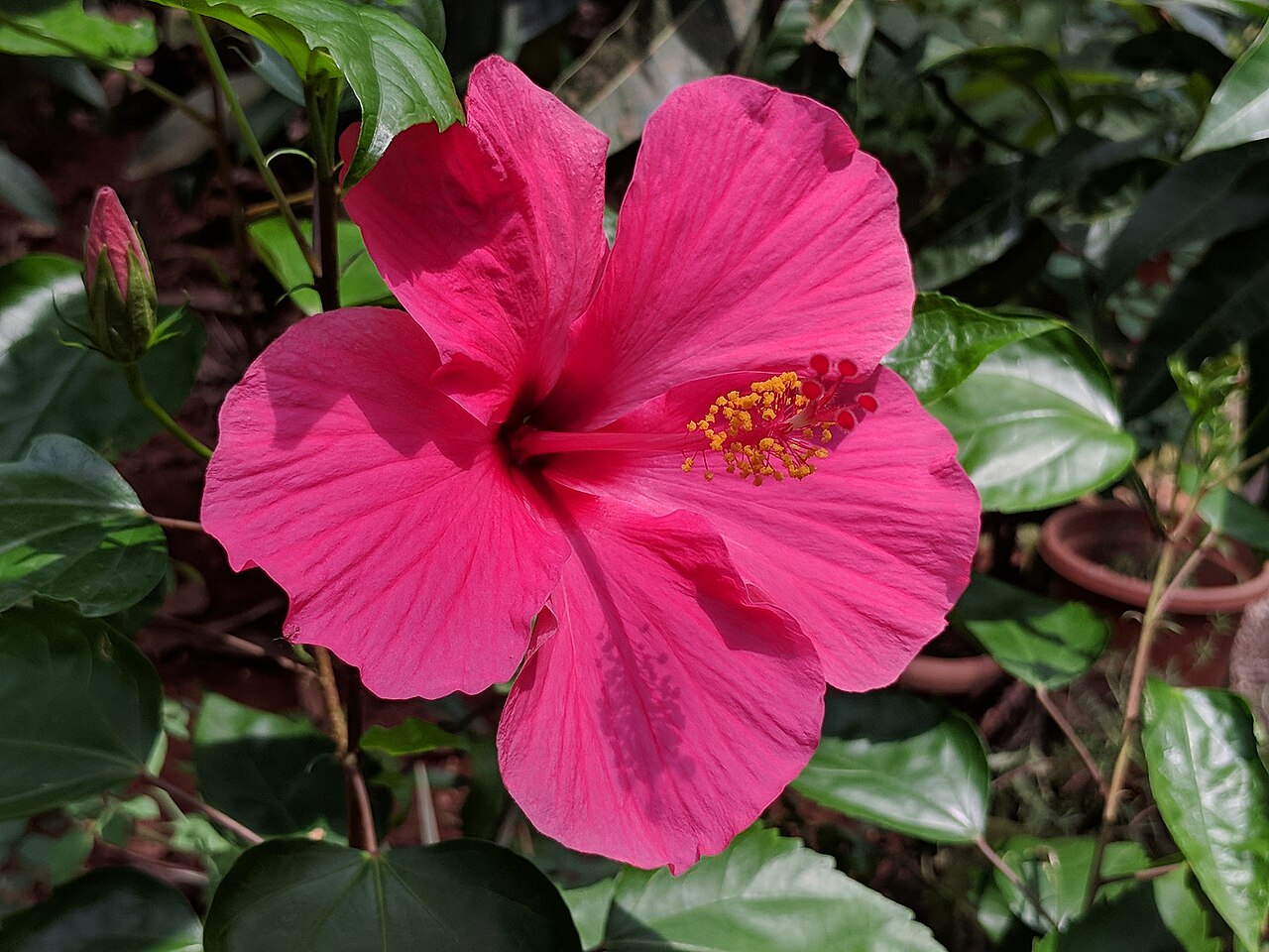 Hibiscus rosa-sinensis s tmavozelenými lesklými listami