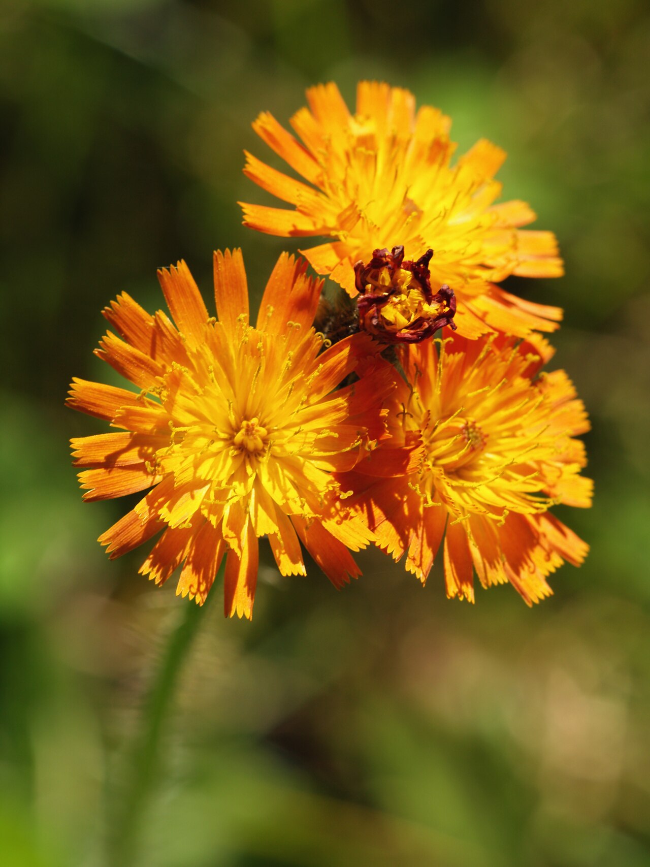 Hieracium aurantiacum pestovanie na slnečnom záhone