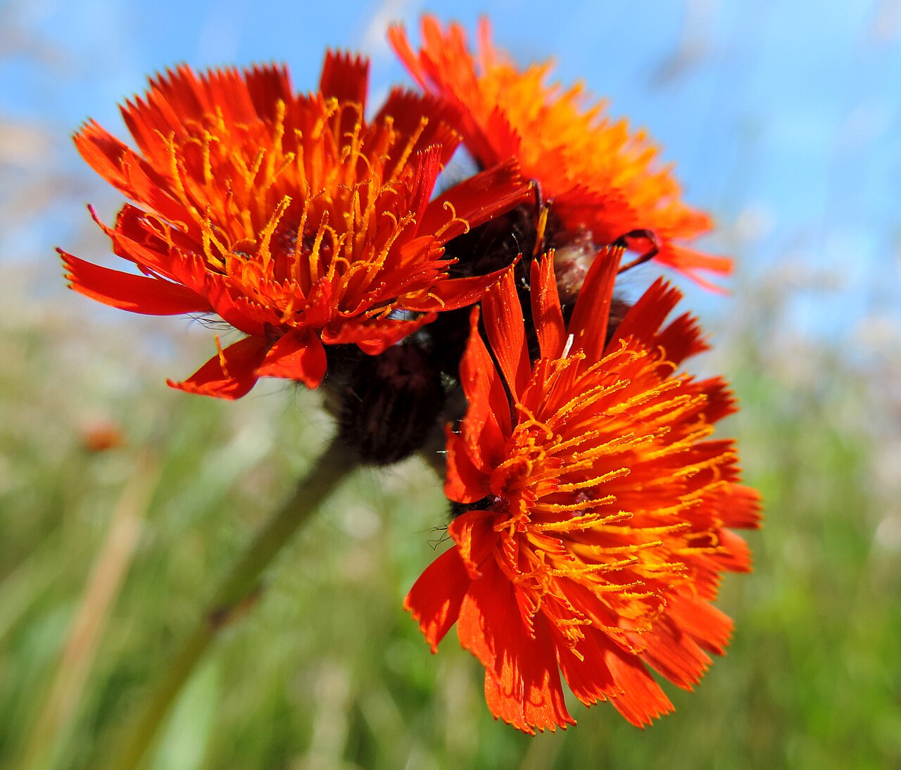 Detail oranžových kvetov Hieracium aurantiacum