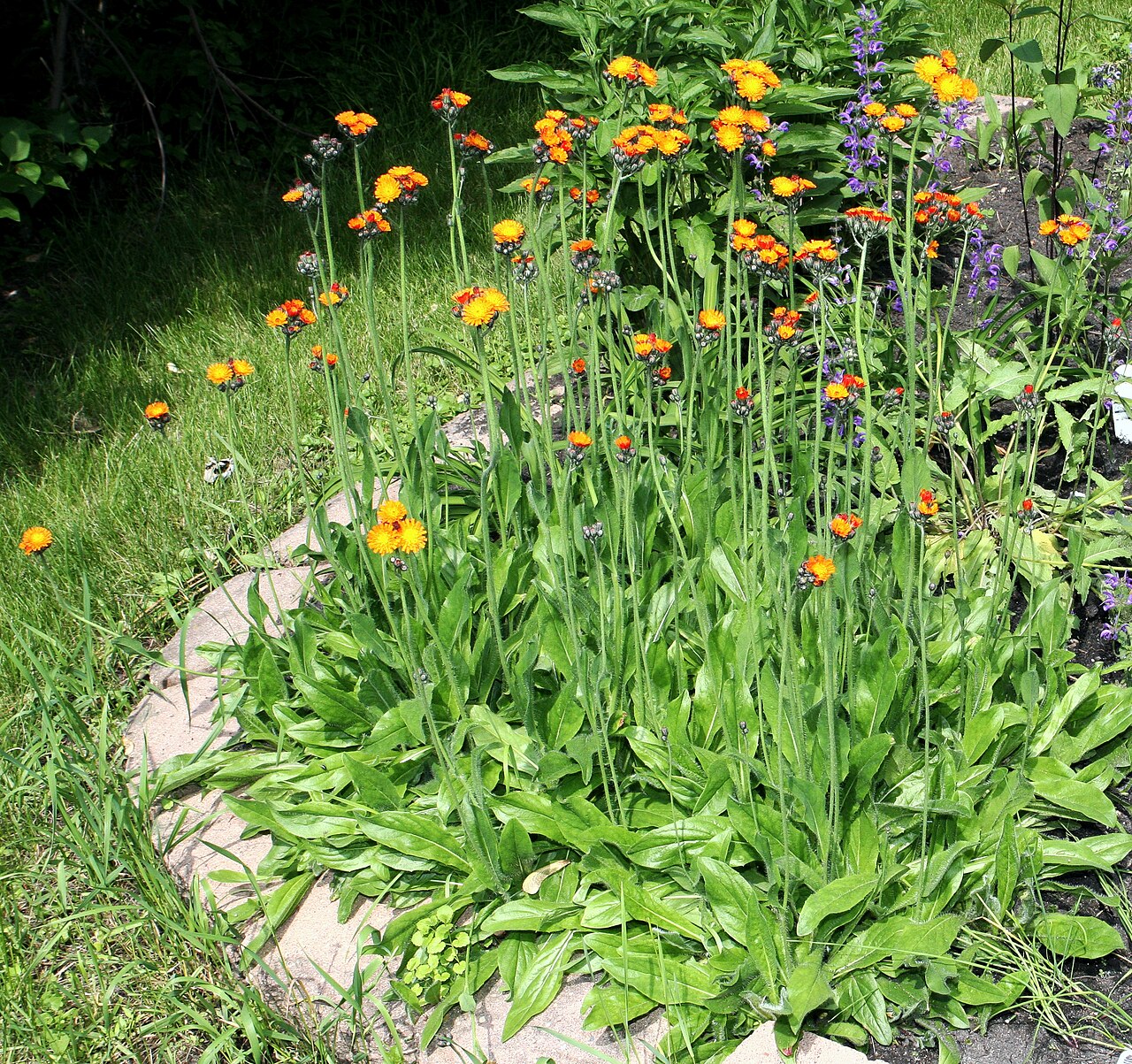 Hieracium aurantiacum v období letného kvitnutia