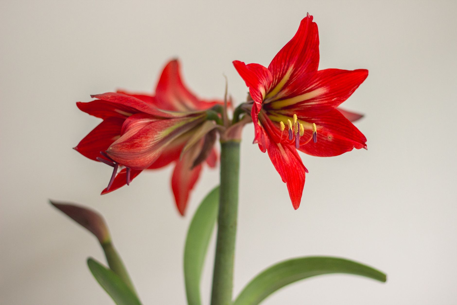 Detail veľkého kvetu Hippeastrum hortorum