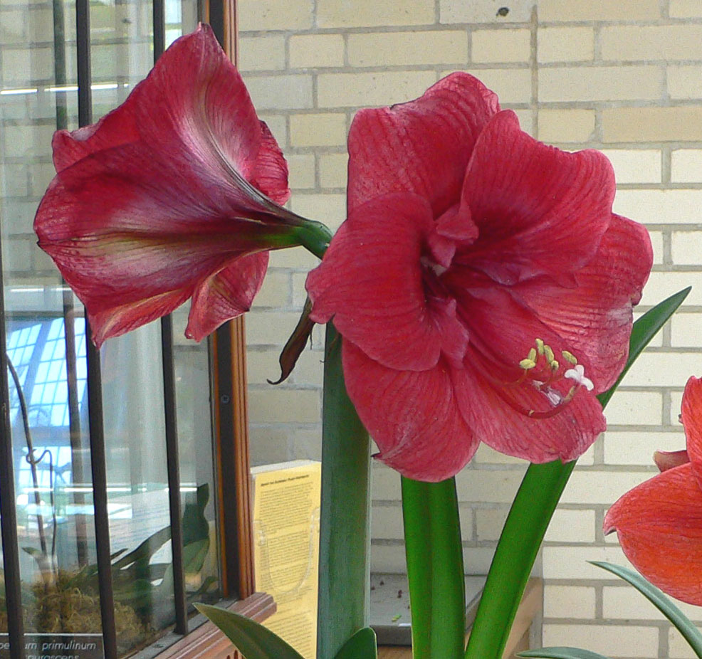 Starostlivosť o Hippeastrum hortorum v interiéri