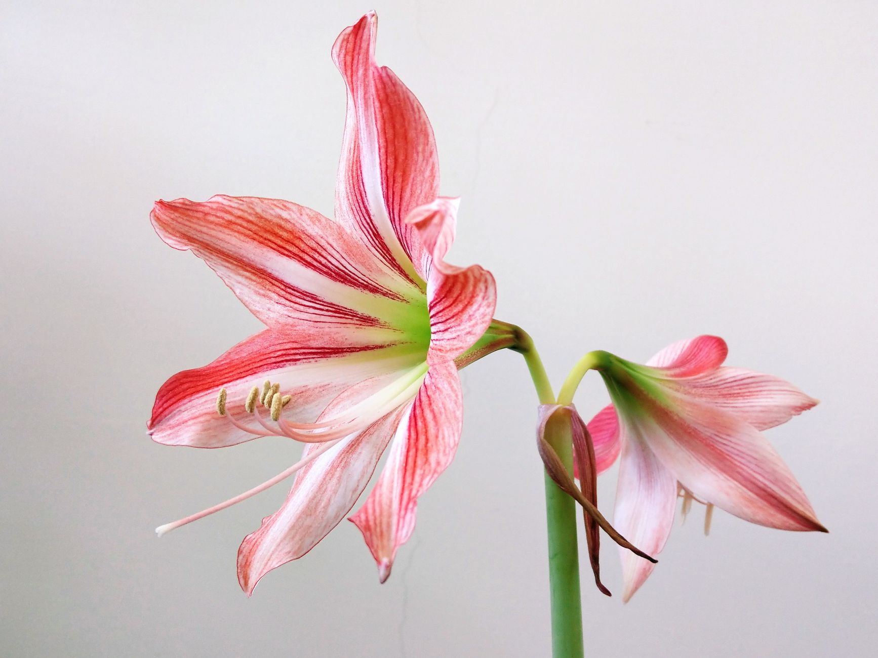 Kvitnúce Hippeastrum hortorum v črepníku