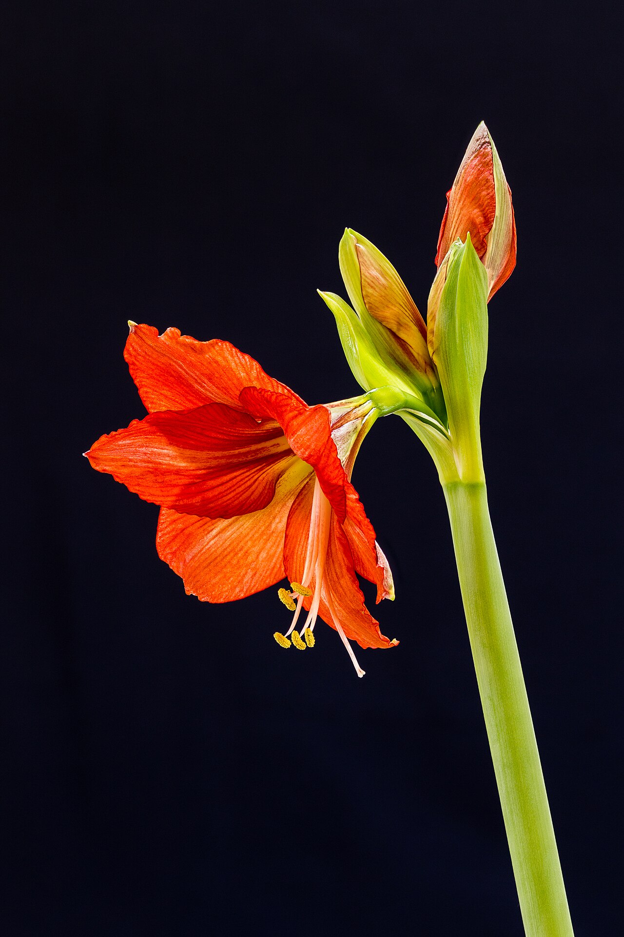 Veľké kvety rastliny Hippeastrum × hybridum v kvetináči