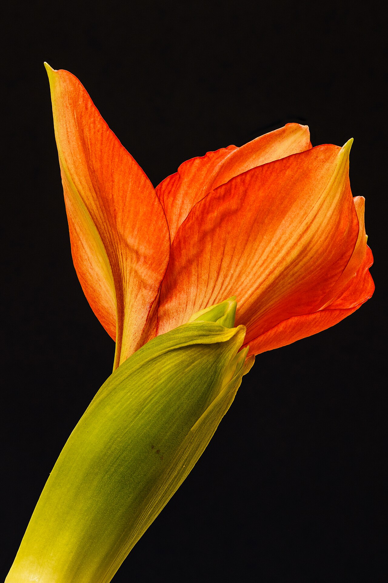 Cibuľa a listy Hippeastrum × hybridum pri pestovaní v interiéri
