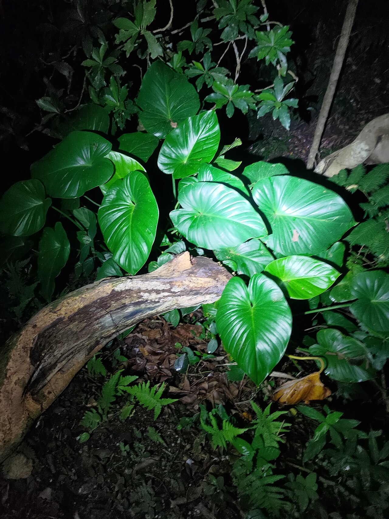 Starostlivosť o Homalomena philippinensis v interiéri