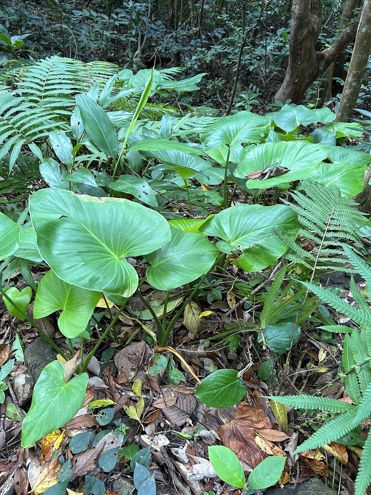 Lesklé srdcovité listy rastliny Homalomena philippinensis