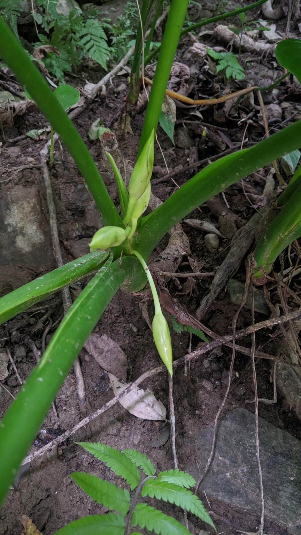 Homalomena philippinensis pestovaná ako izbová rastlina