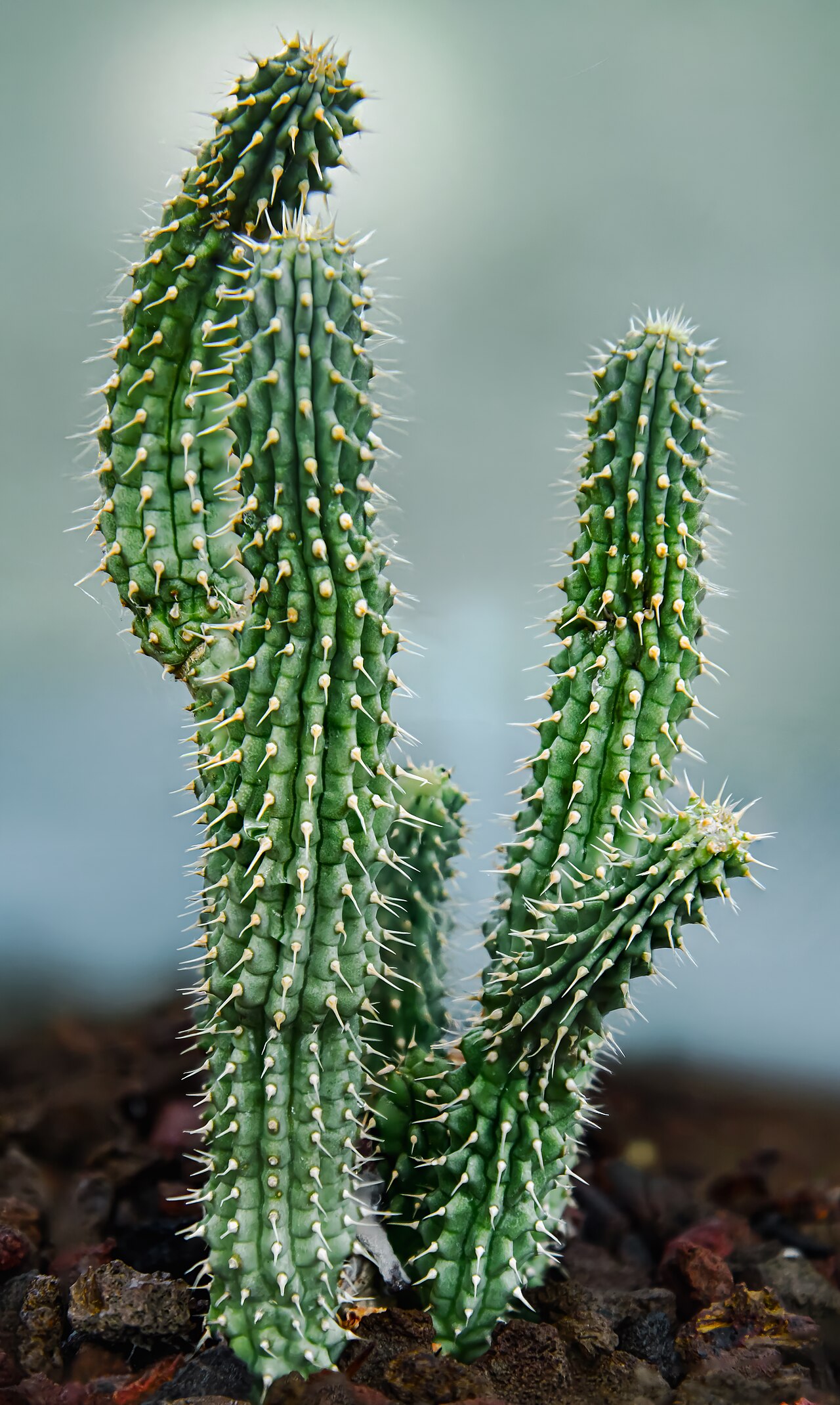 Starostlivosť o Hoodia gordonii v bytových podmienkach