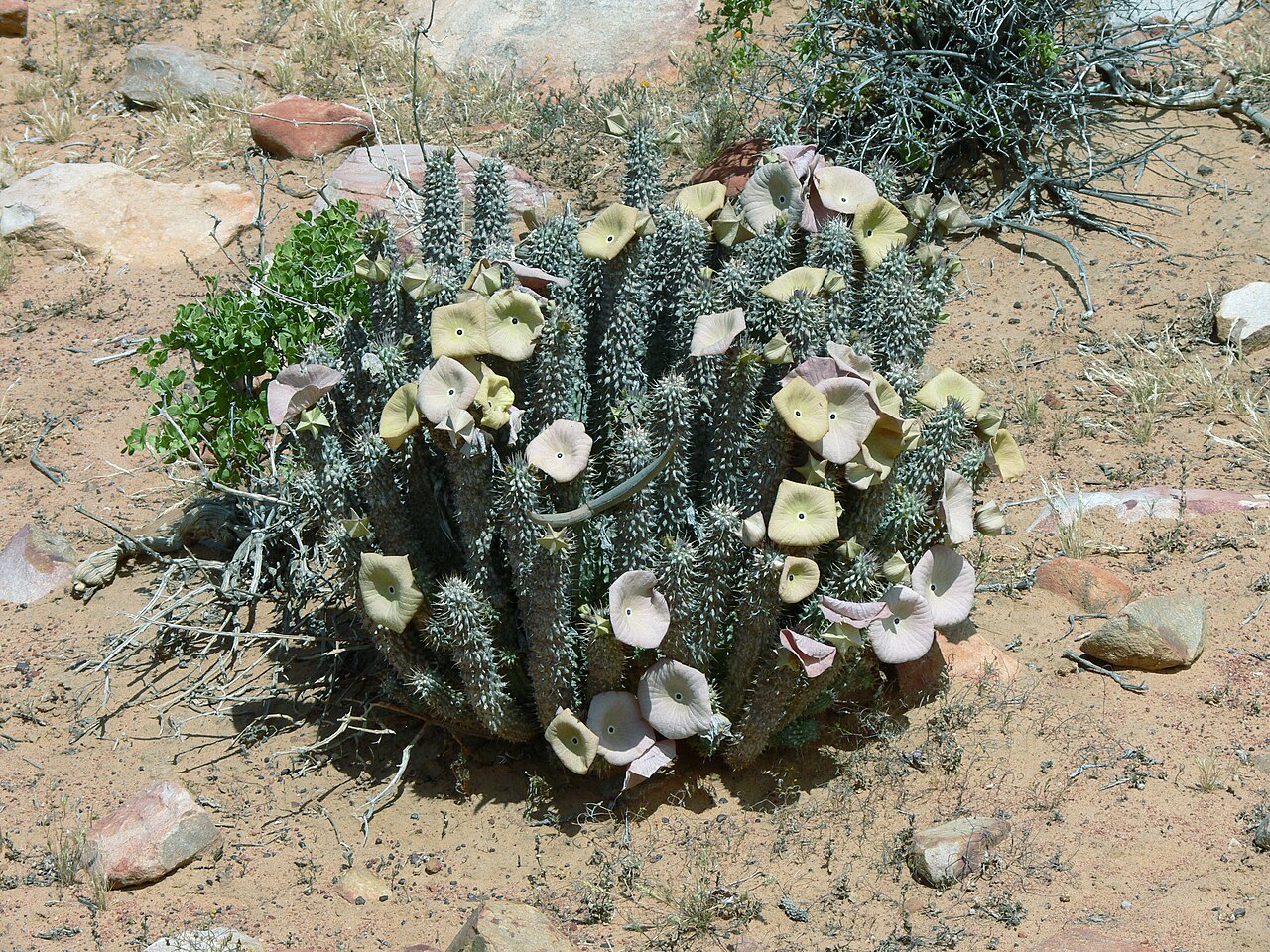 Hoodia gordonii ako sukulent v kvetináči