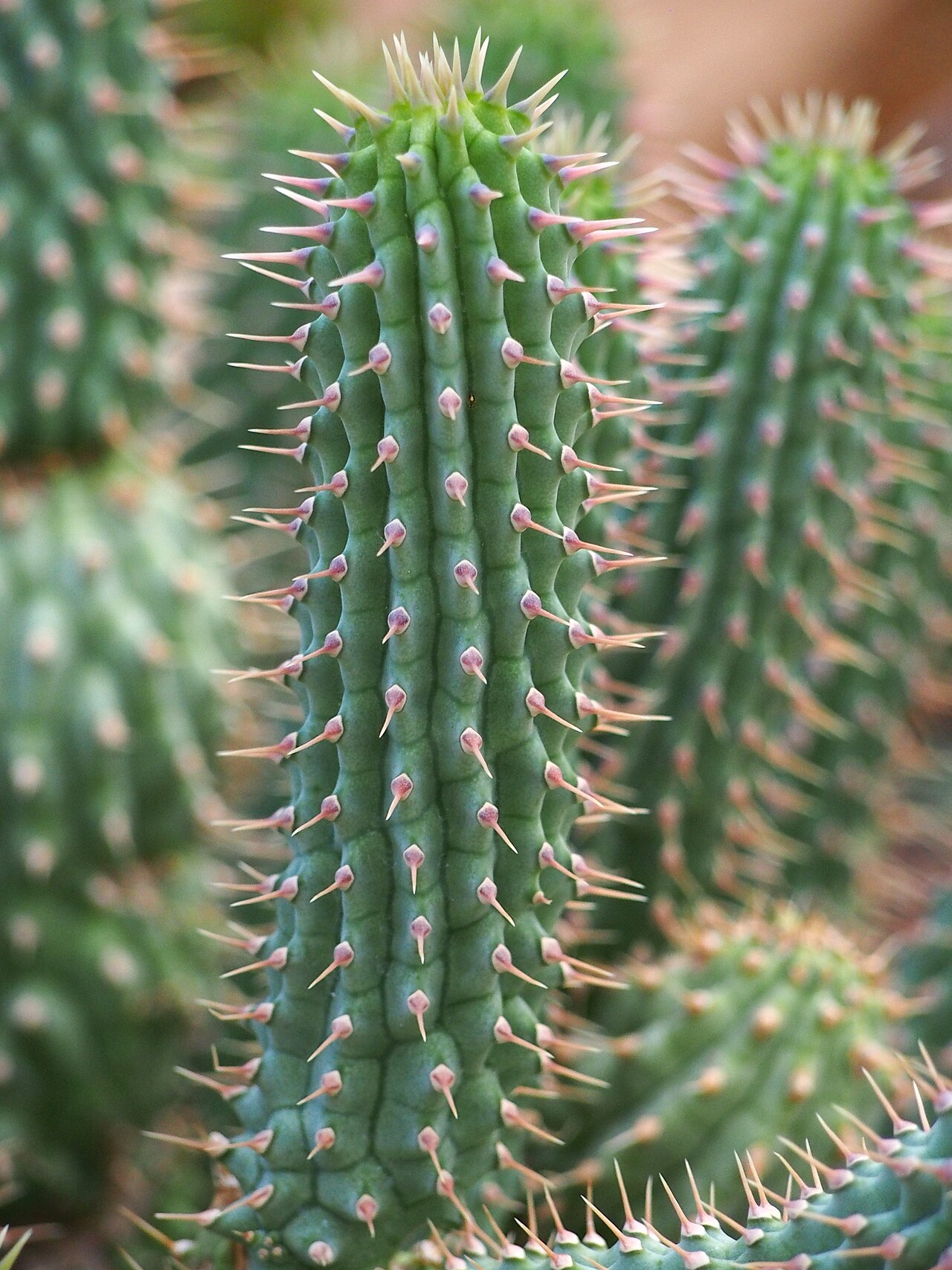 Detail rastliny Hoodia gordonii