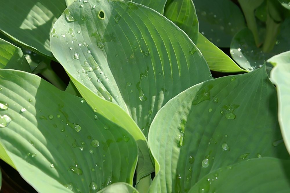 Hosta sieboldiana s výraznými dekoratívnymi listami