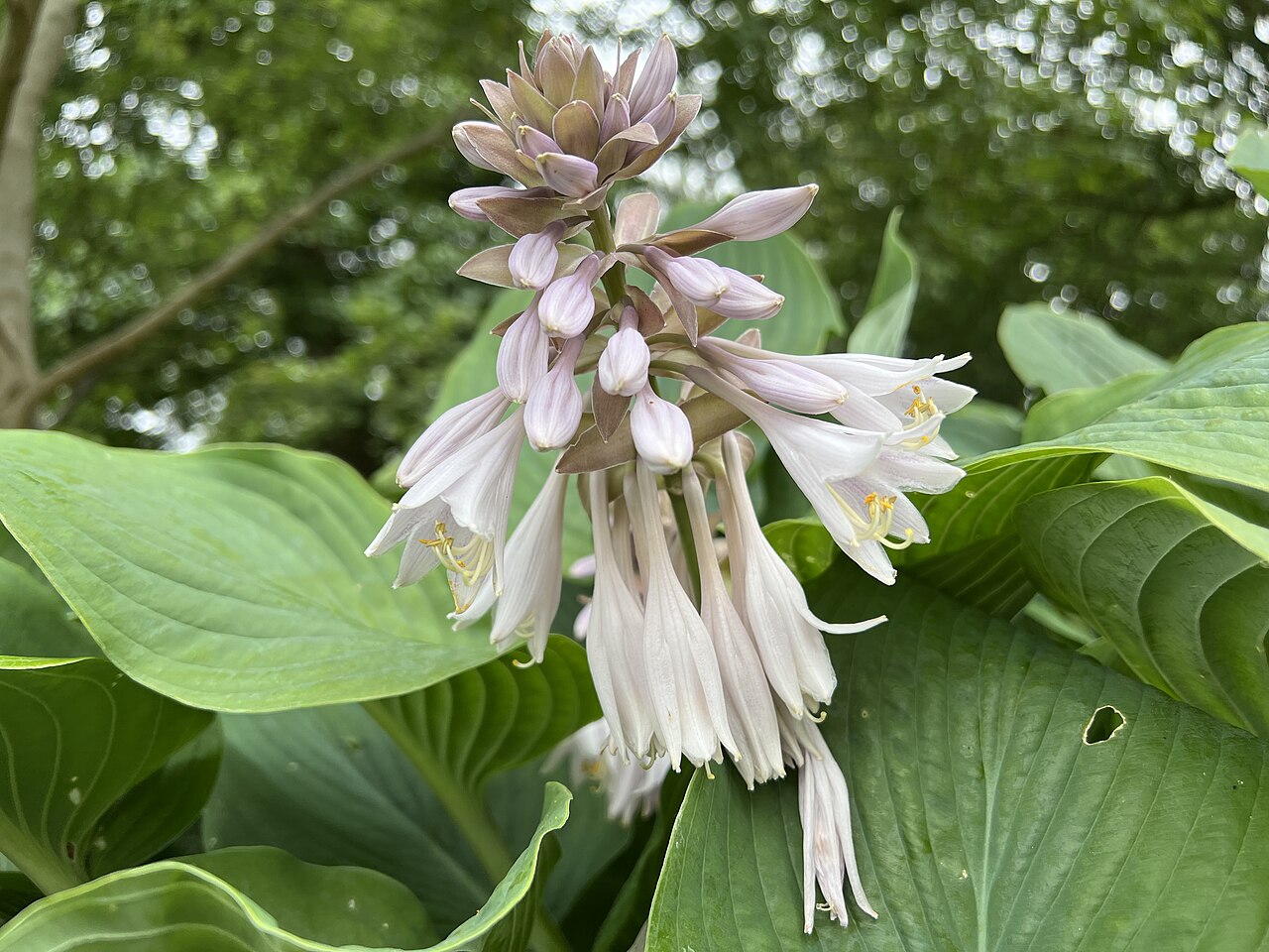 Hosta sieboldiana kvitnúca v záhrade