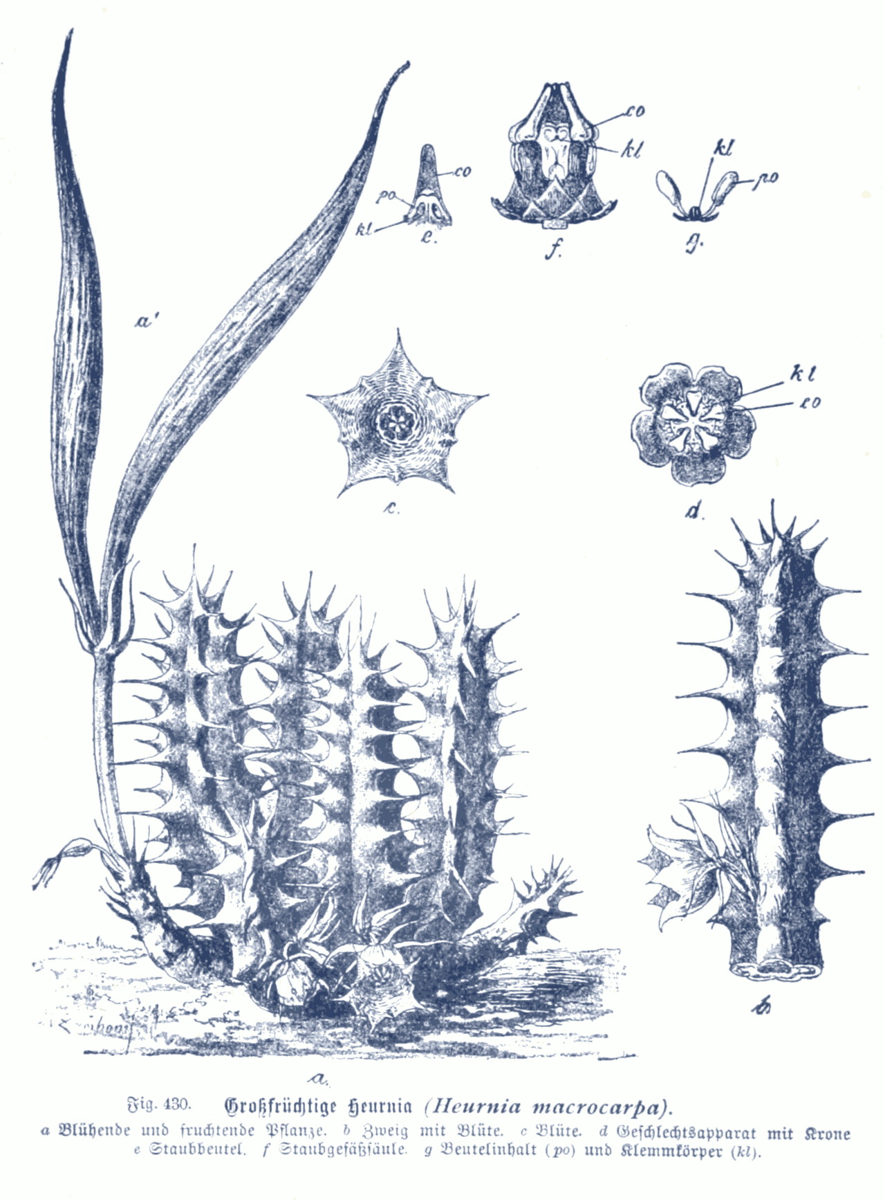 Starostlivosť o Huernia macrocarpa na svetlom stanovišti