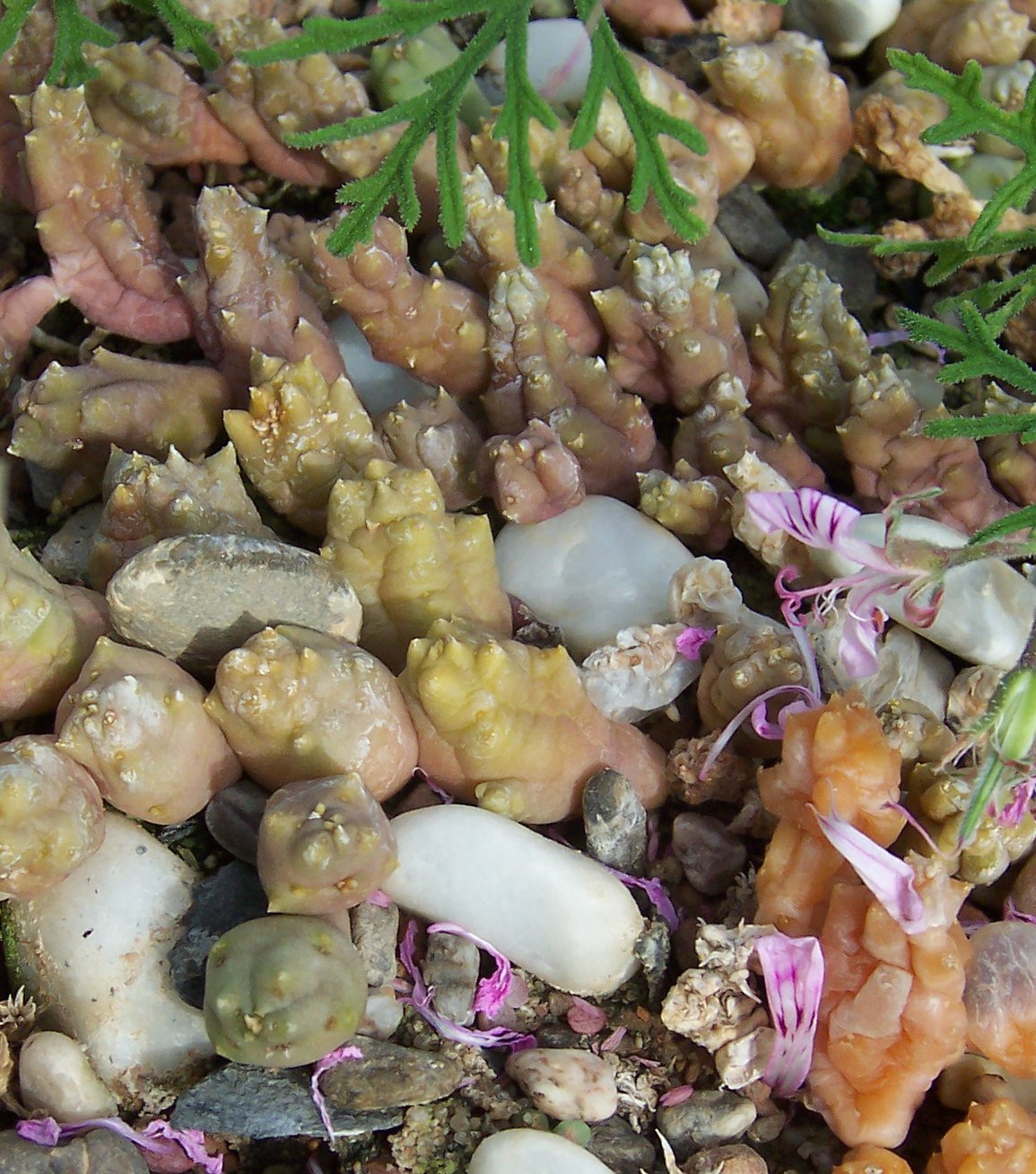 Detail kvetu rastliny Huernia macrocarpa