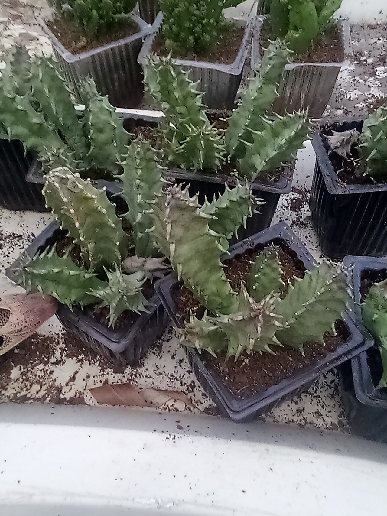 Huernia macrocarpa v priepustnom substráte