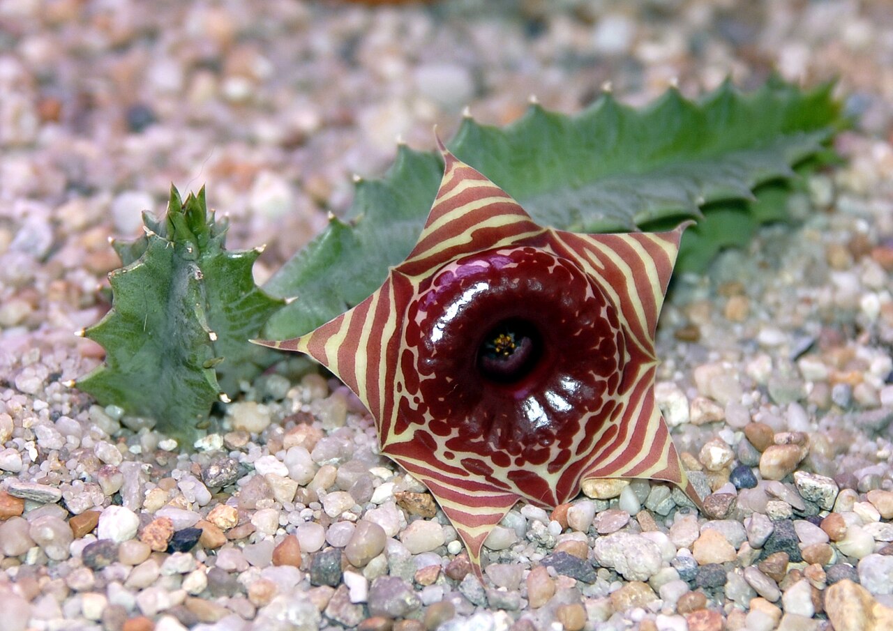 Starostlivosť o Huernia zebrina a jej výrazný pruhovaný kvet