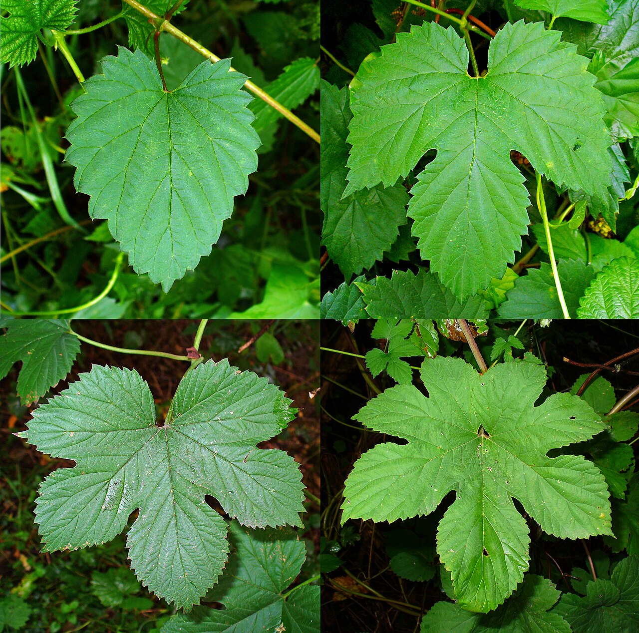 Listy Humulus lupulus s drsným povrchom a zubatým okrajom