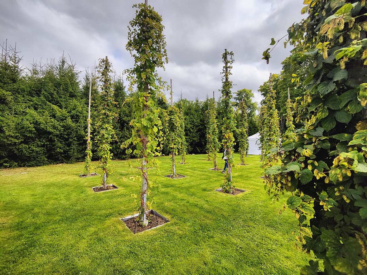 Samičie šištice rastliny Humulus lupulus