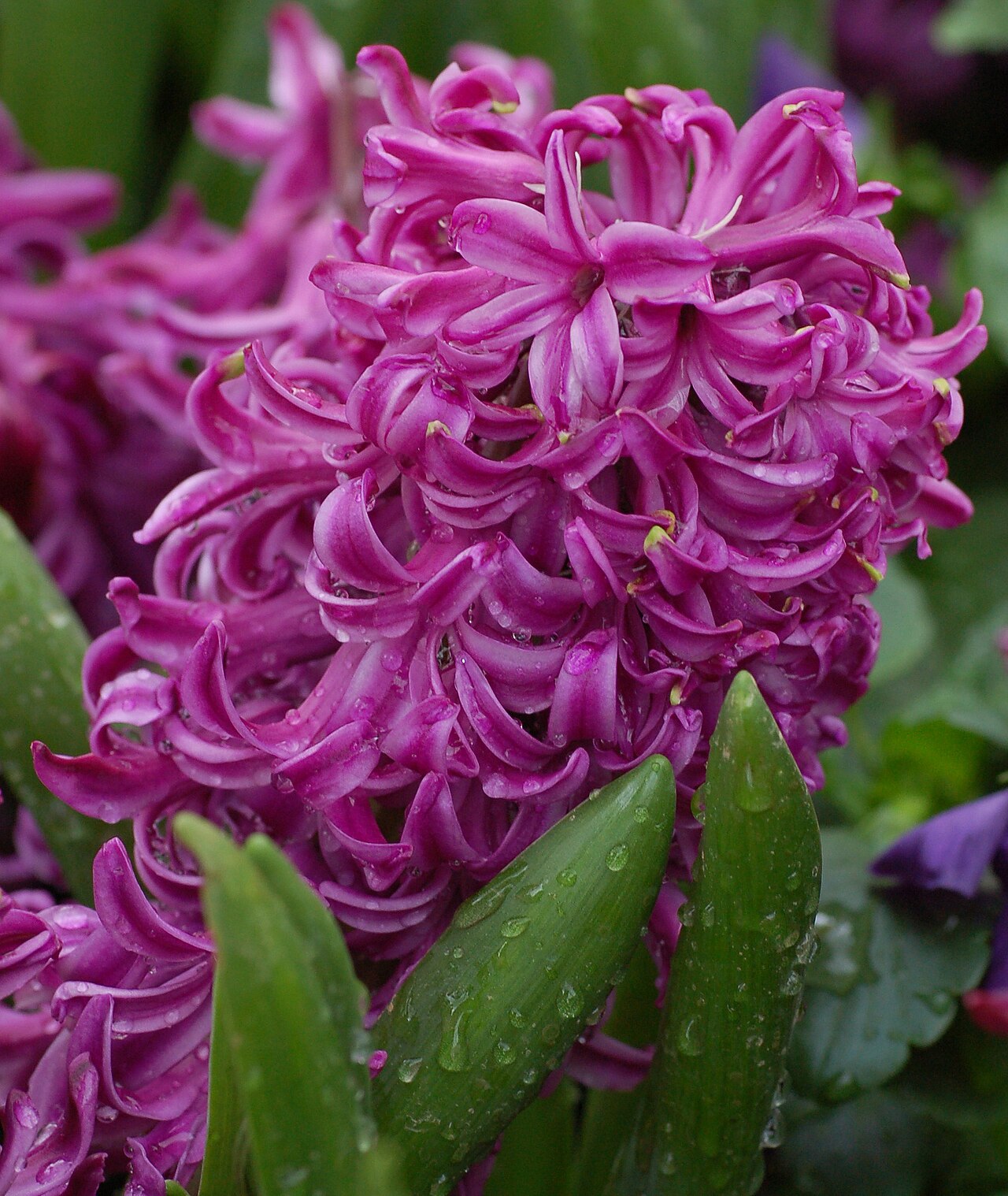 Starostlivosť o Hyacinthus orientalis v kvetináči počas kvitnutia