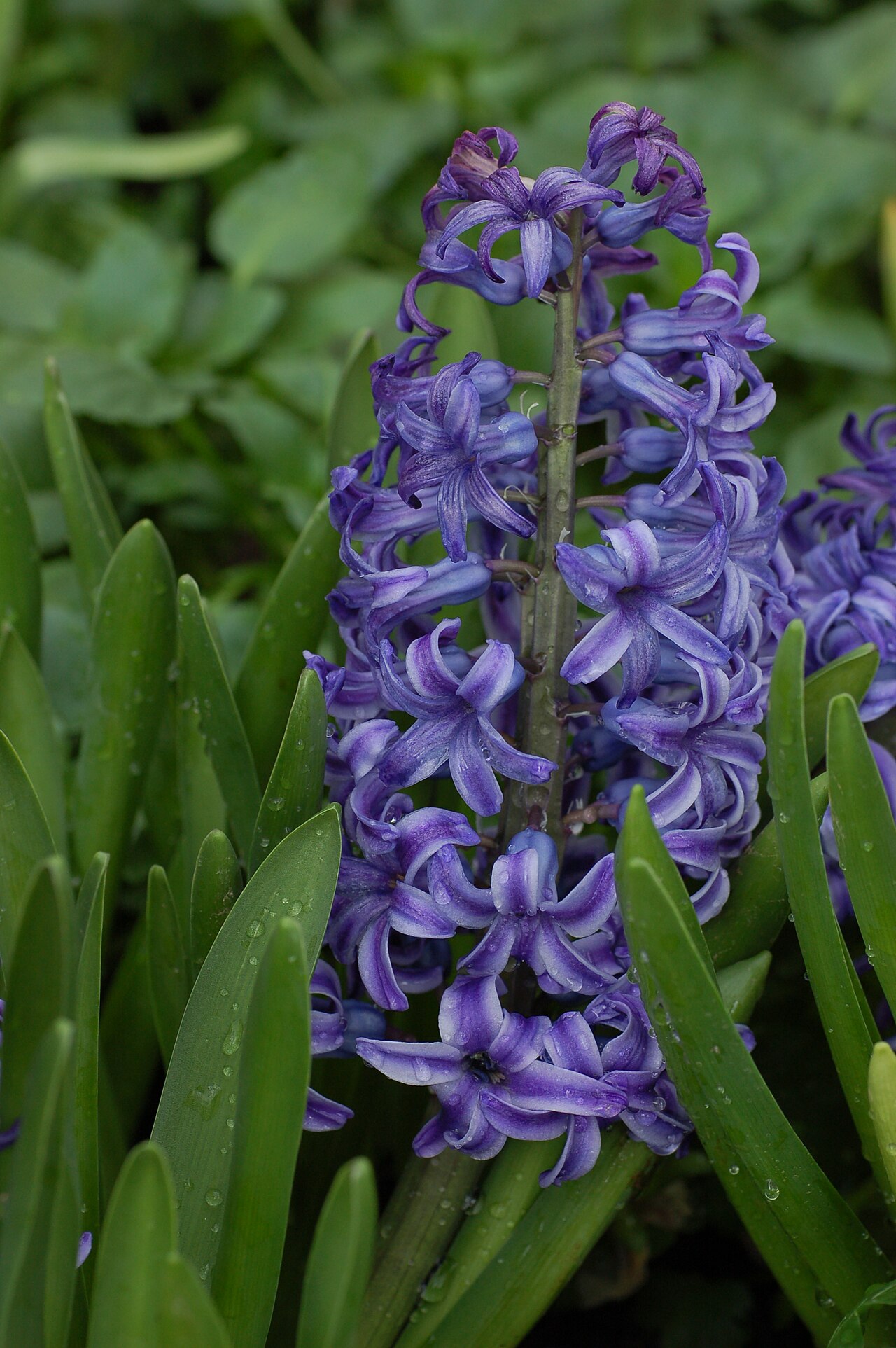 Kvitnúci Hyacinthus orientalis s hustým súkvetím