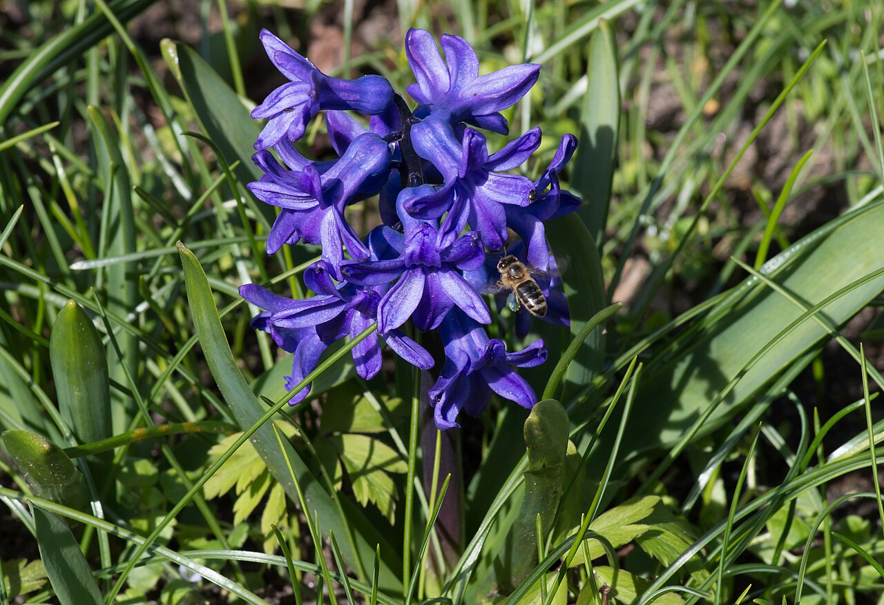 Detail kvetov rastliny Hyacinthus orientalis