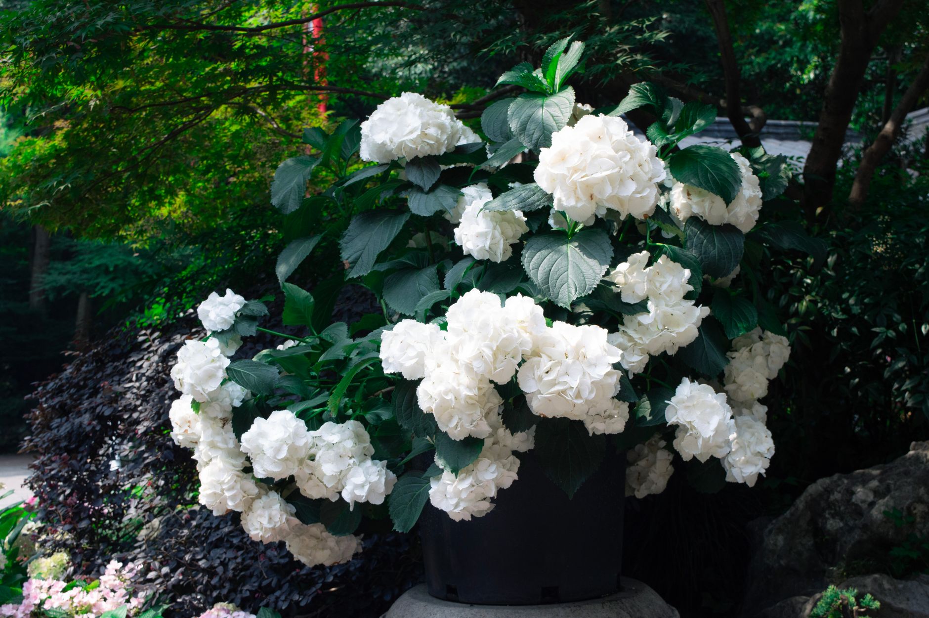 Detail listov a kvetov rastliny Hydrangea macrophylla