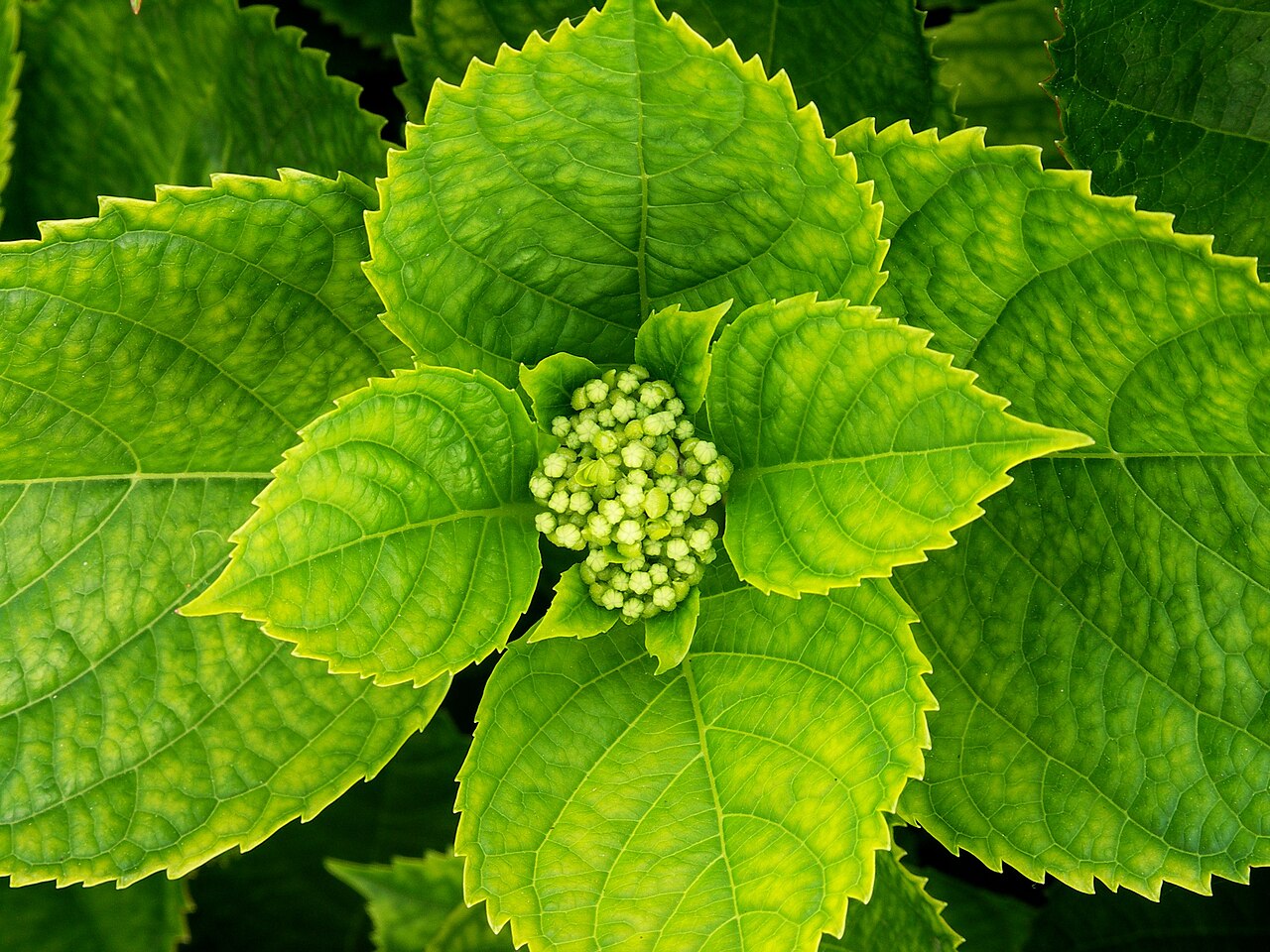 Starostlivosť o Hydrangea macrophylla a jej kvitnúce súkvetia