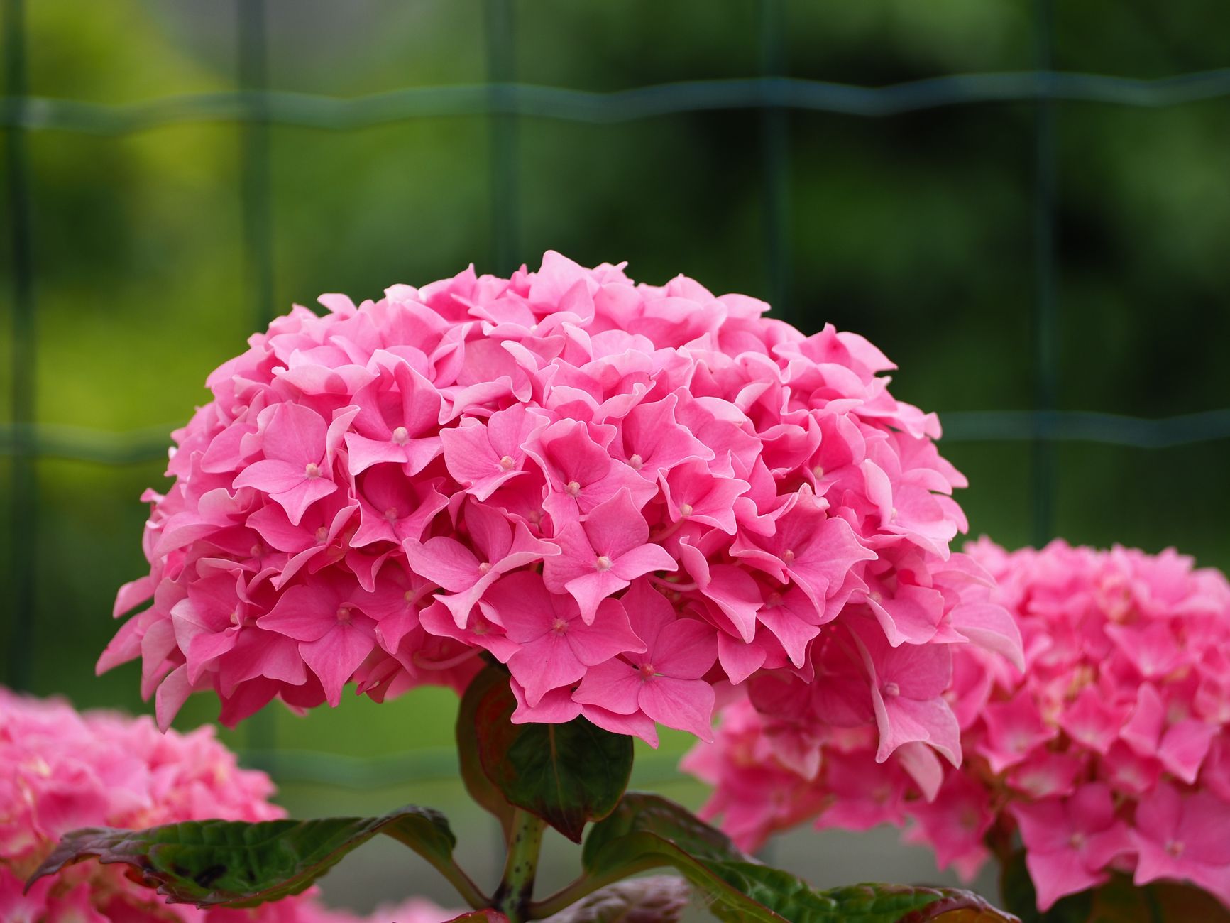 Hydrangea macrophylla s veľkými ružovými kvetmi