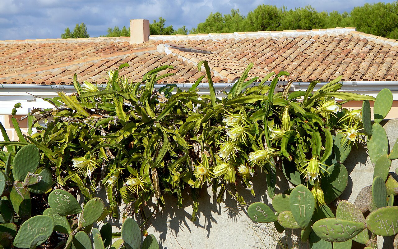 Hylocereus undatus s dlhými článkovanými výhonkami