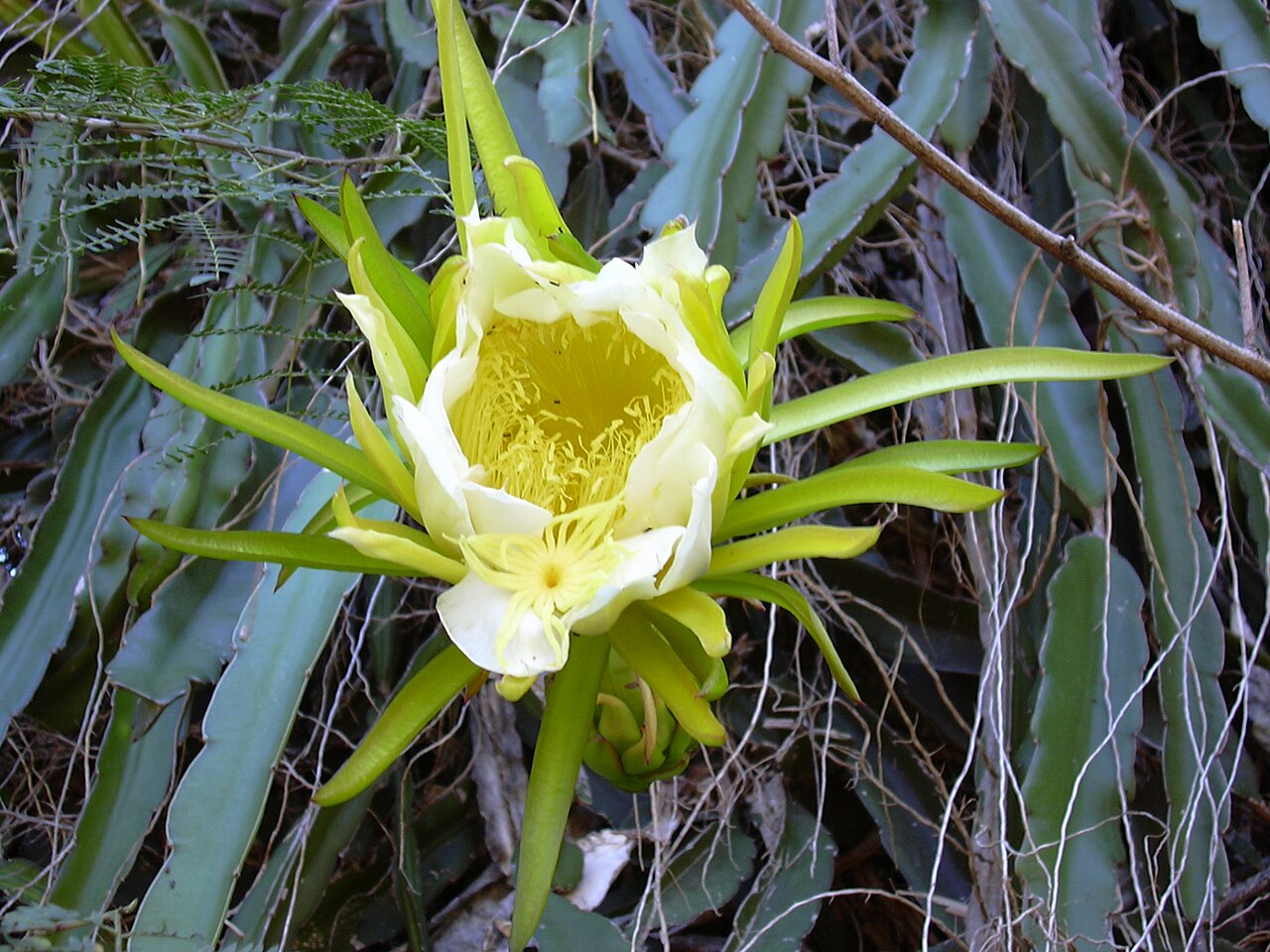 Kvet Hylocereus undatus otvorený v noci