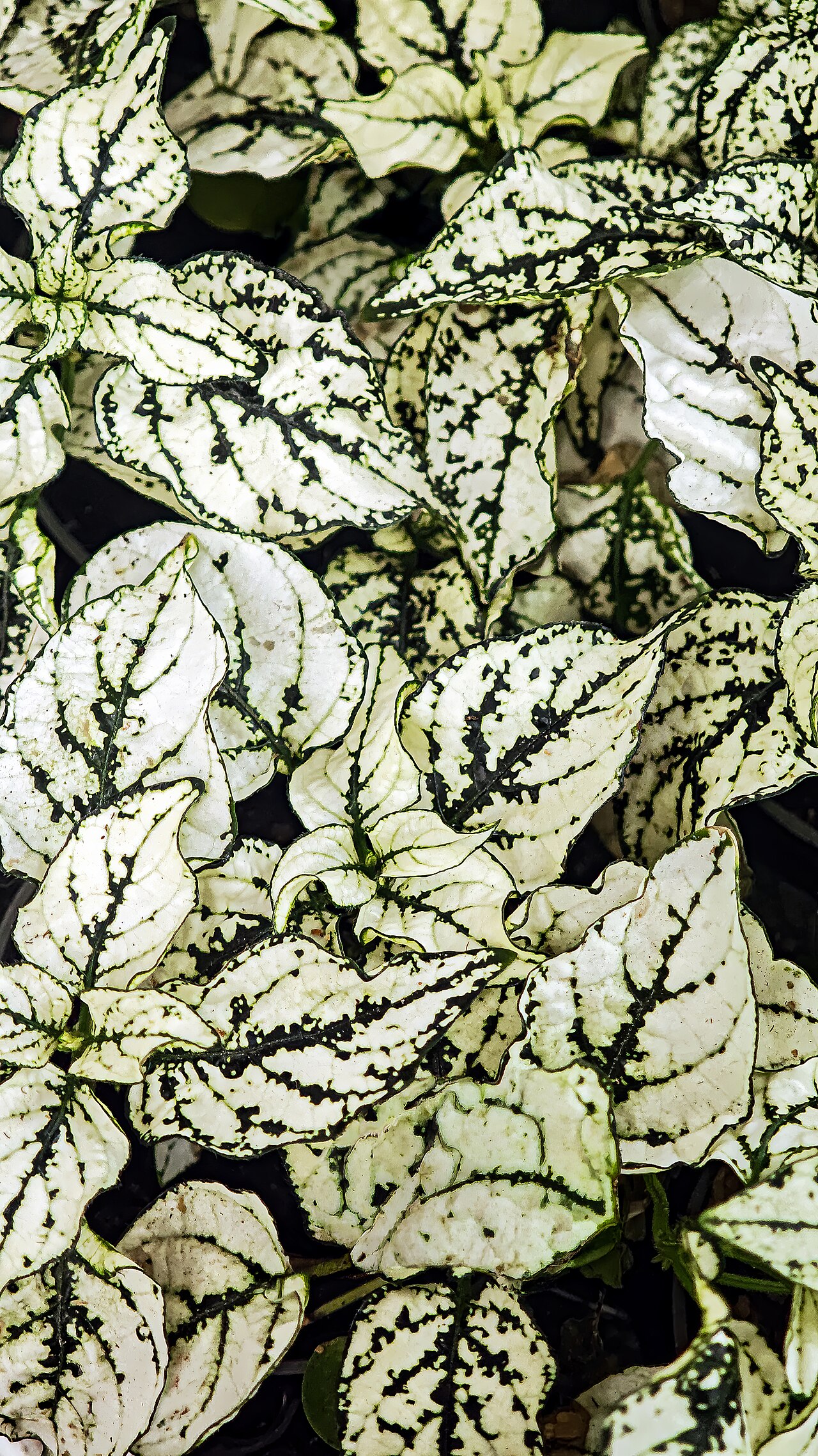 Starostlivosť o Hypoestes phyllostachya a detail škvrnitých listov