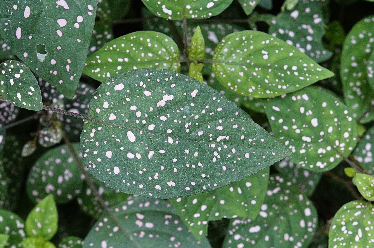 Hypoestes phyllostachya v kvetináči na svetlom mieste
