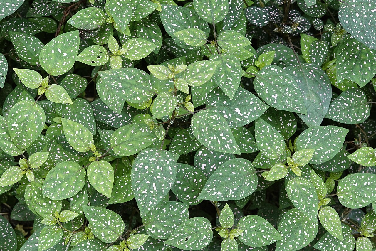 Detail listov rastliny Hypoestes phyllostachya