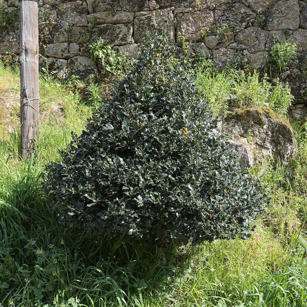 Starostlivosť o Ilex aquifolium a detail lesklých listov