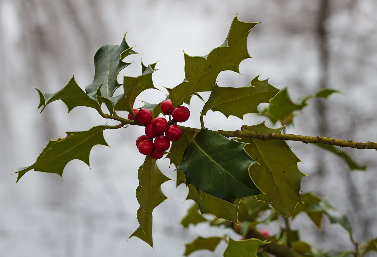 Ilex aquifolium s červenými plodmi na vetvách